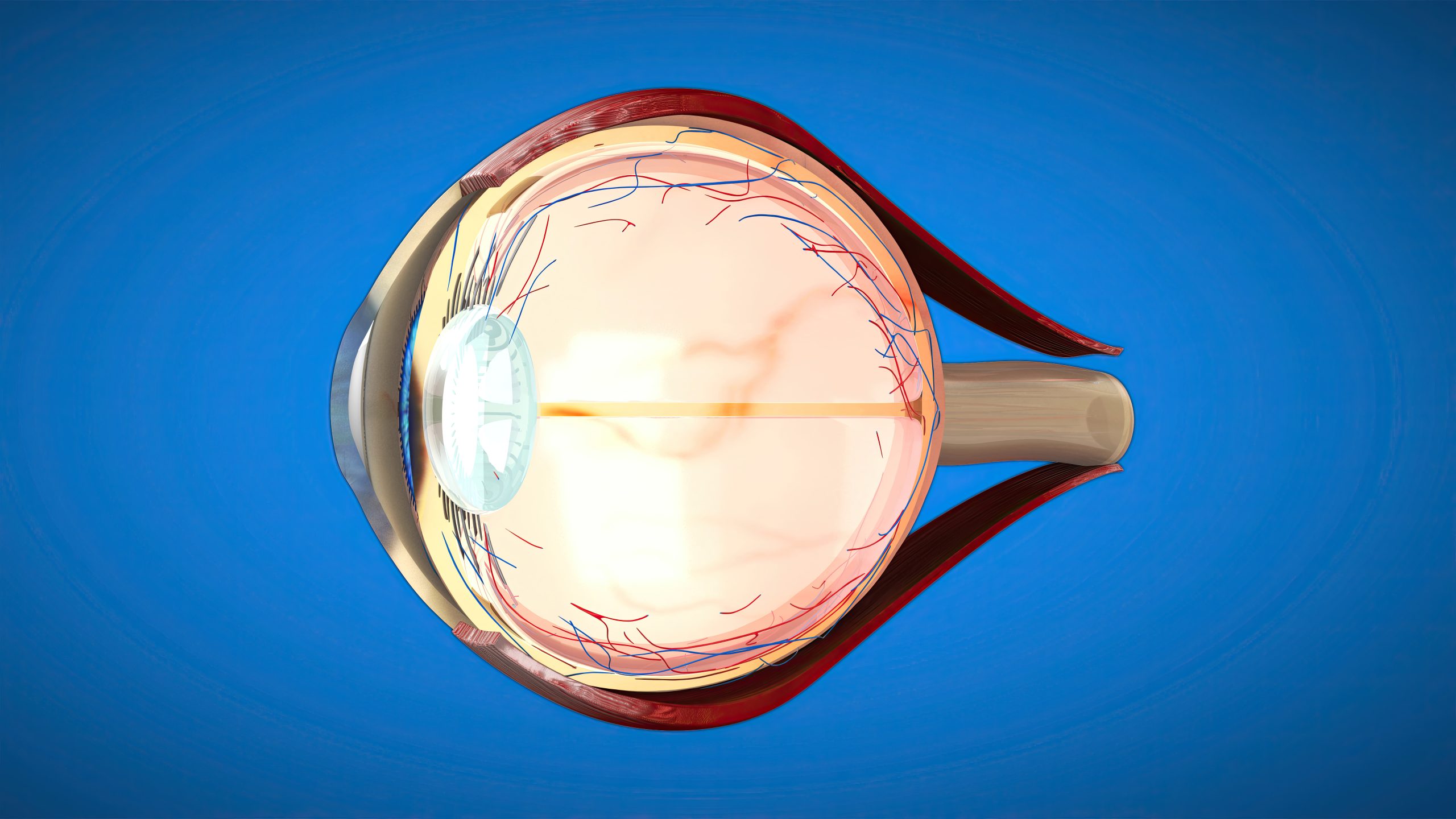3D anatomical model of an Eye 3D anatomical model of an Eye